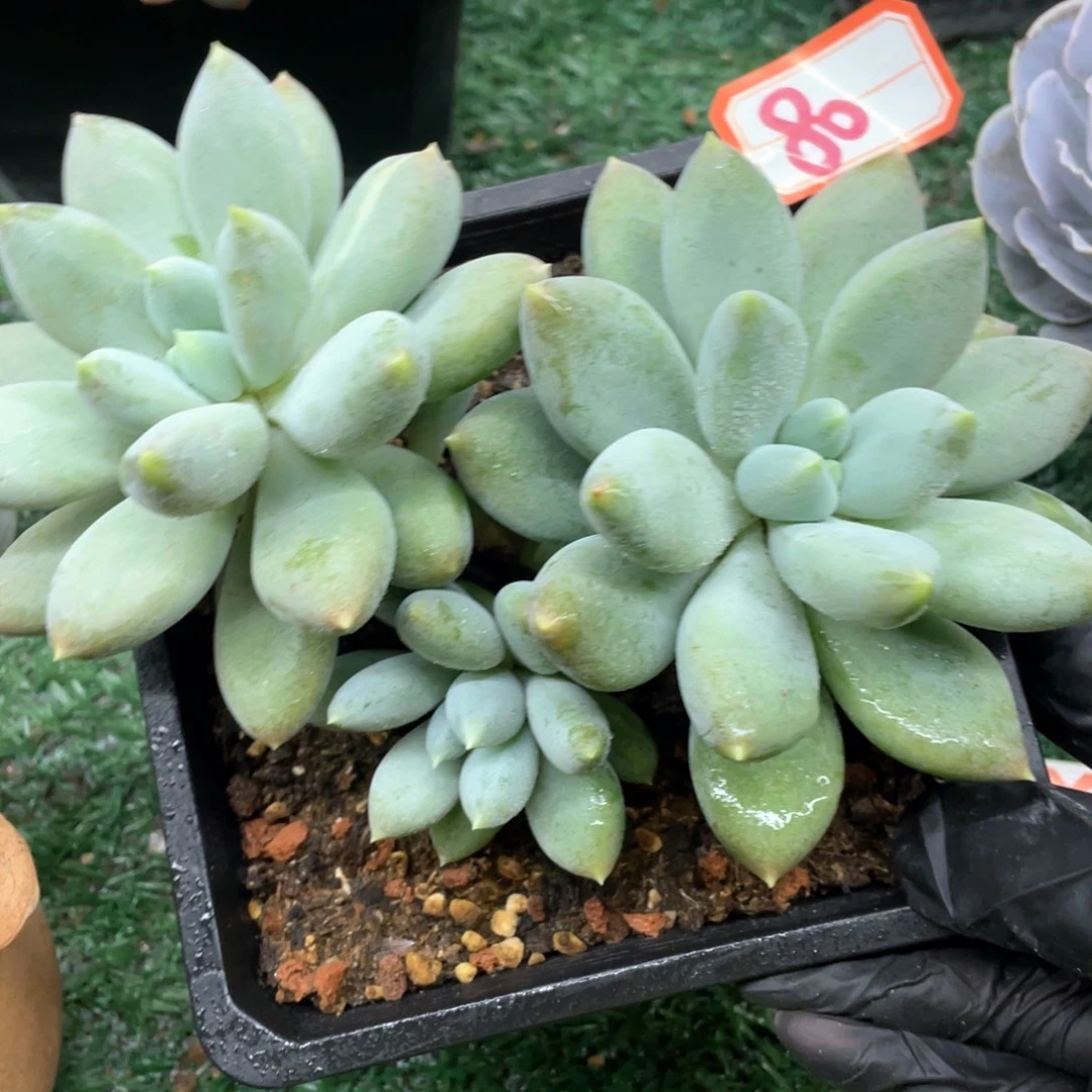 080 一物一拍28包邮非偏远