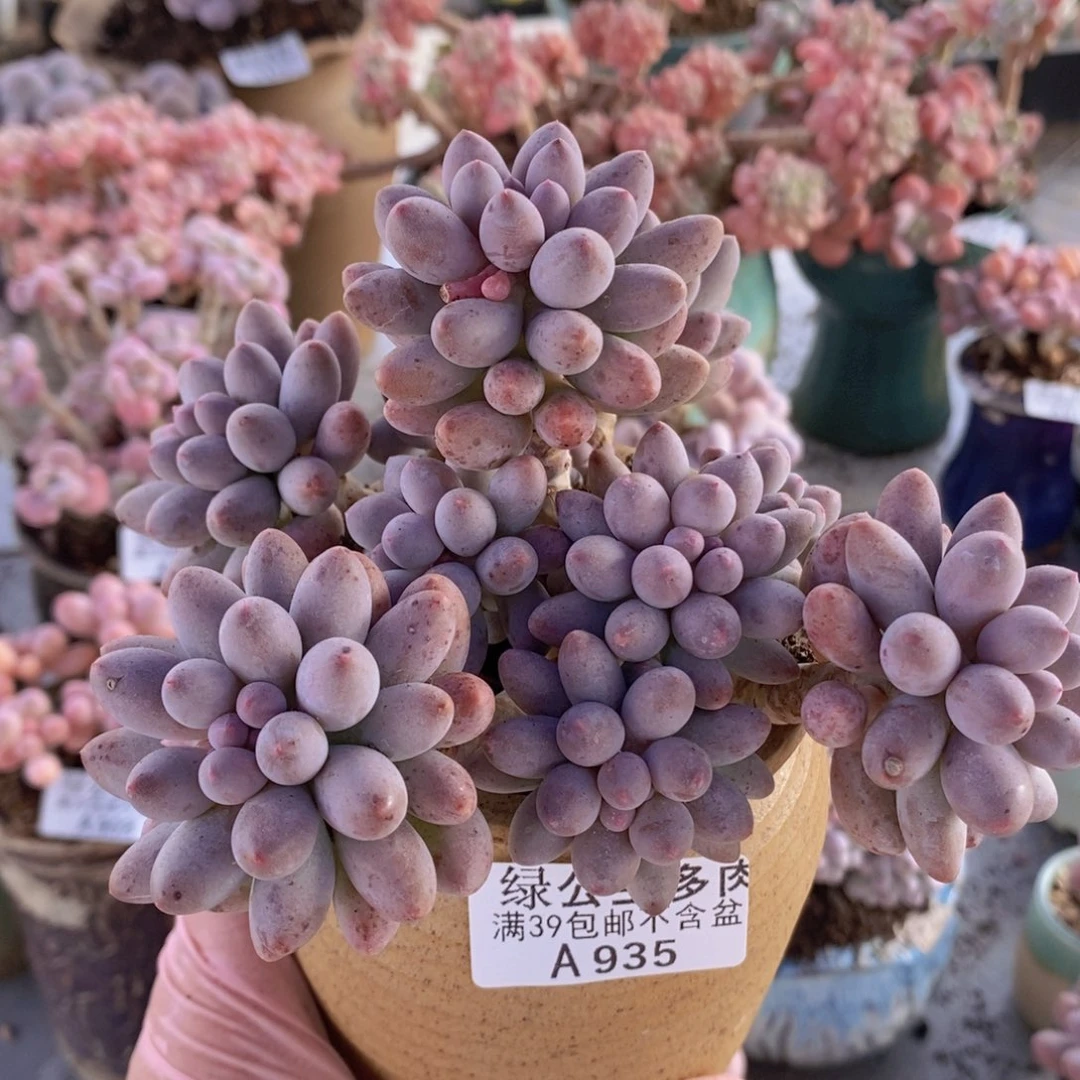 婴儿手指老桩12cm935多肉植物