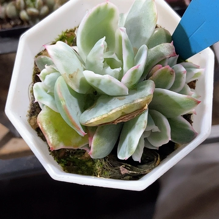 多肉植物伯克利锦1804