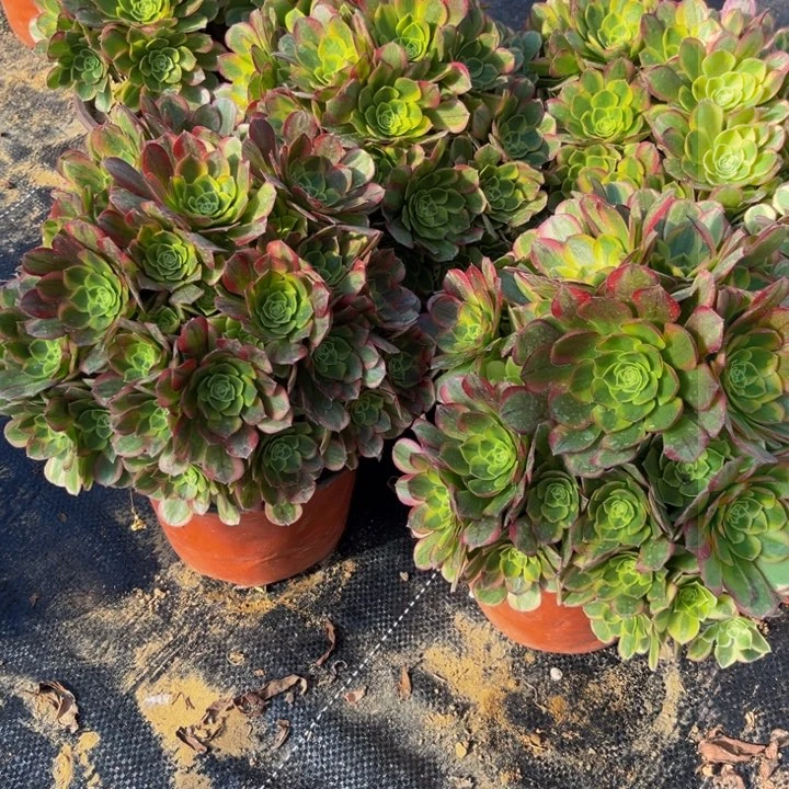 奶白多肉植物捧花的时候