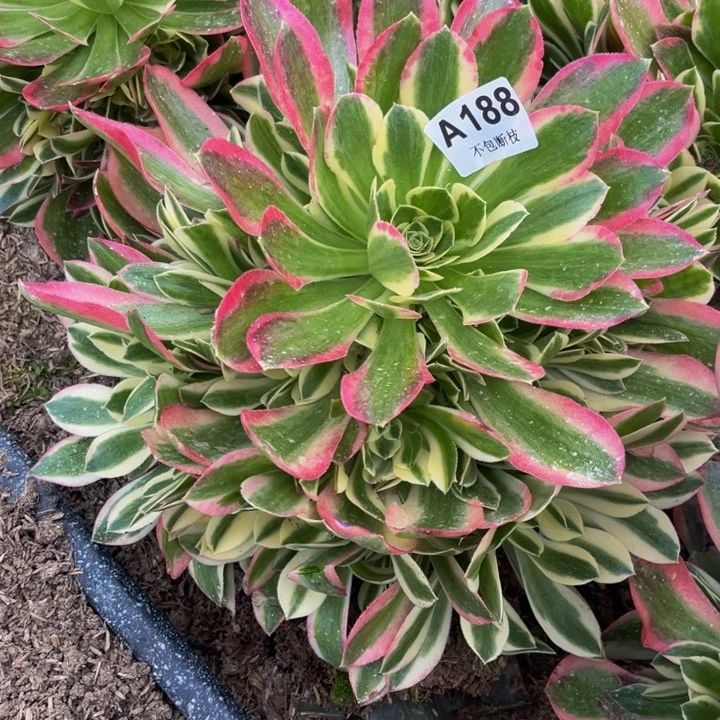 188白凤量多肉法师不包断枝