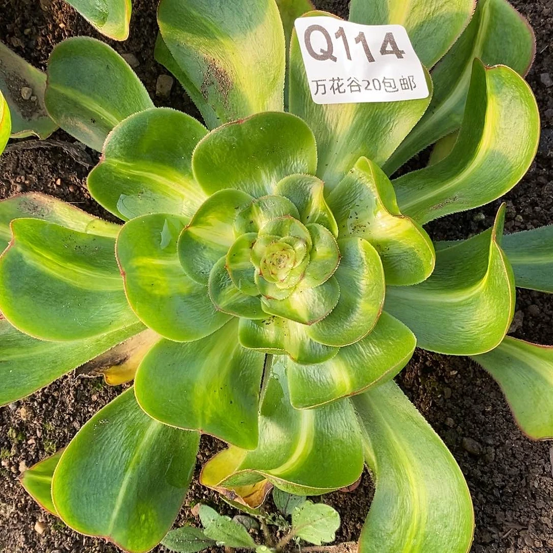 114暴君多肉植物