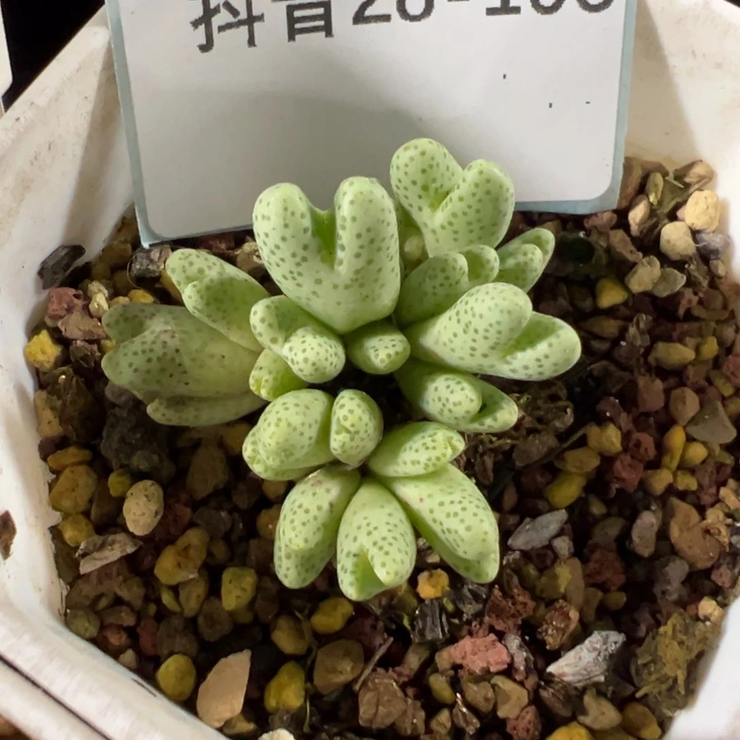 28-106肉锥多肉植物