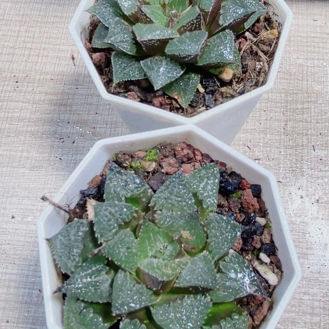 韩***吉两颗实生漂亮肉肉