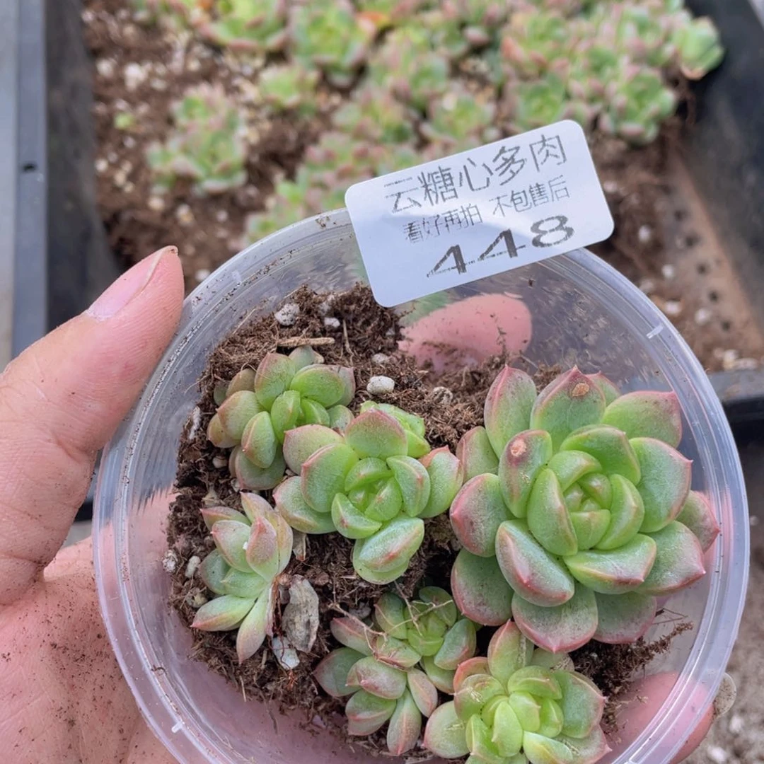 云糖心多肉植物448