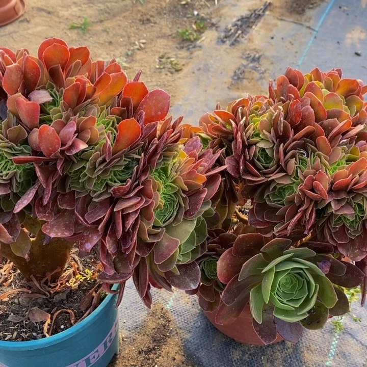 我****妹玫瑰朵朵一组多肉植物