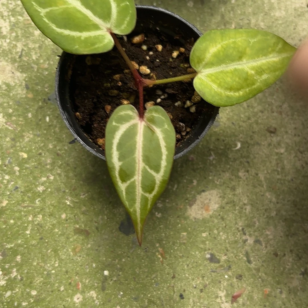 完全开放红水晶杂