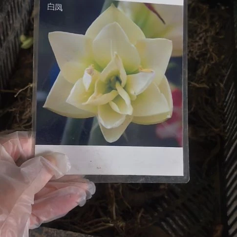 当前无花栽培后可以开花白凤4厘米裸根球