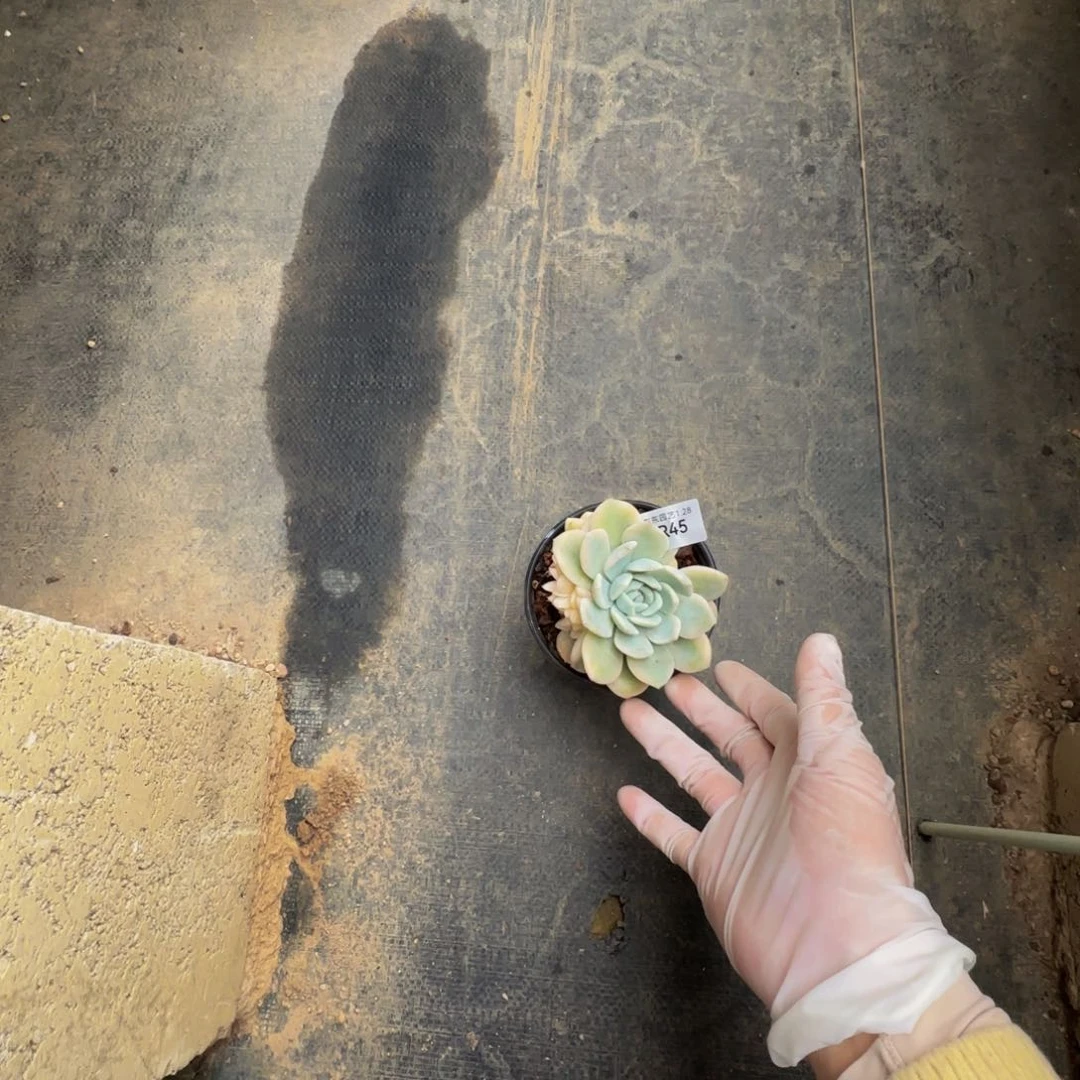 r r r r r r r r r 45