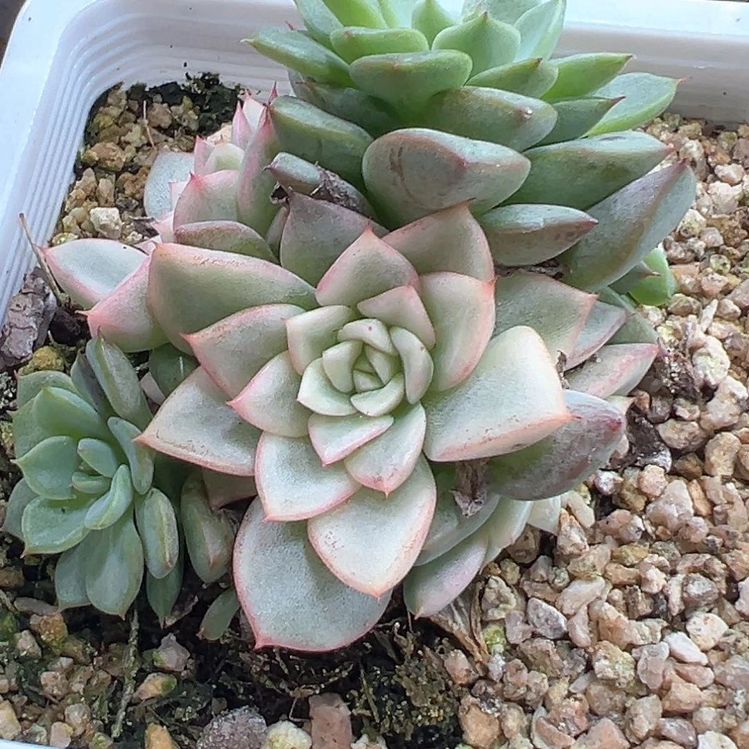 绿爪锦 小方花圃一单包邮非偏远