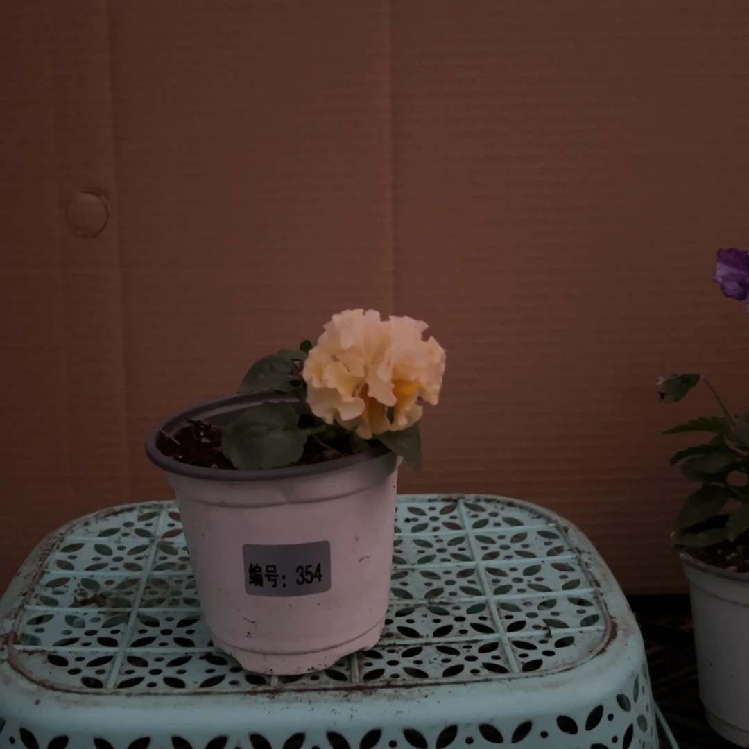 【闪购商品】完全开放整*苗小354号