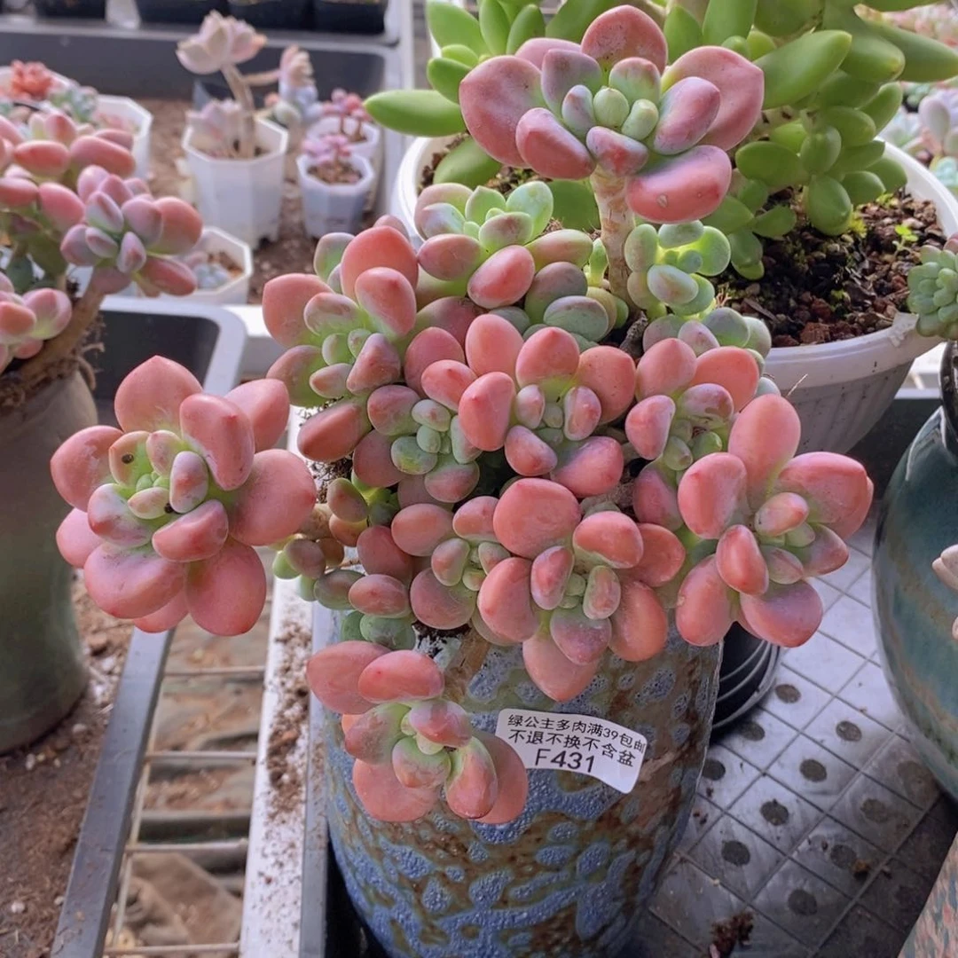 樱花洛神16cm431多肉植物