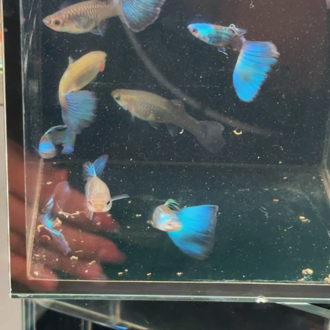 孔雀鱼大冰蓝种鱼1对，新疆西藏青海海南港澳不发