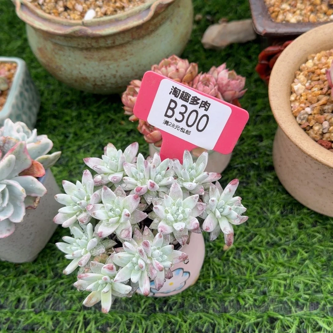?****?多肉植物111111111