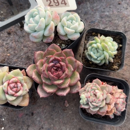 可***爱294五颗多肉植物组合