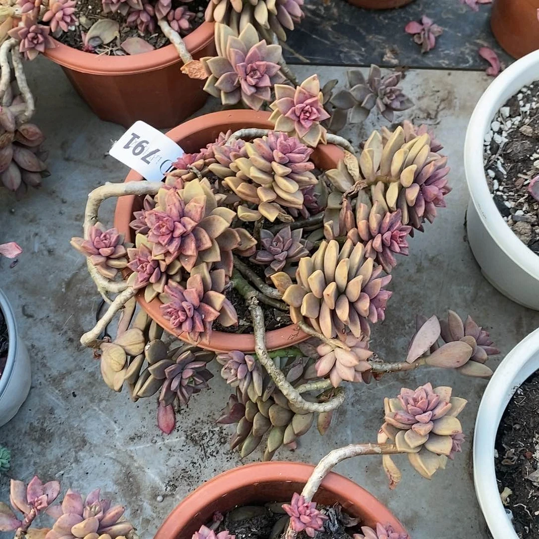 潇**生791姬珑月多肉