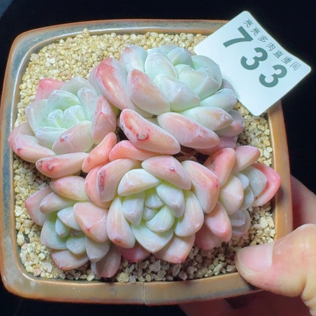 冰玉群生      愿你一路坦途，乘风破浪展宏图