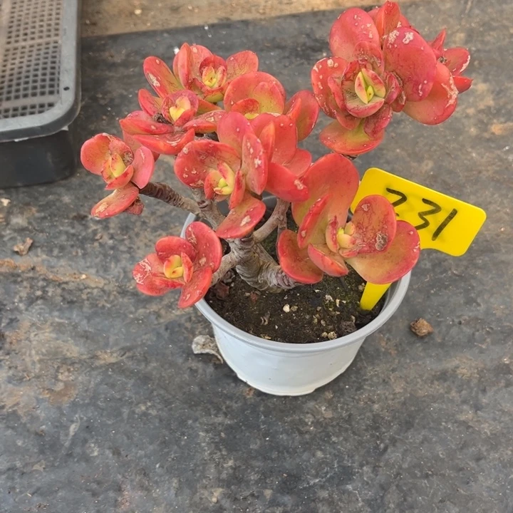 红梅多肉植物2 3 1