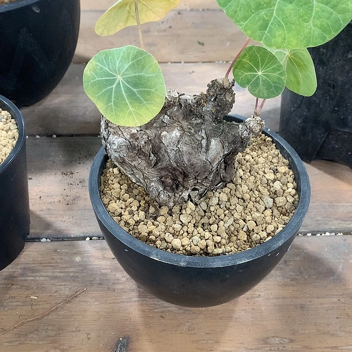 一叶龟放漏8888888888