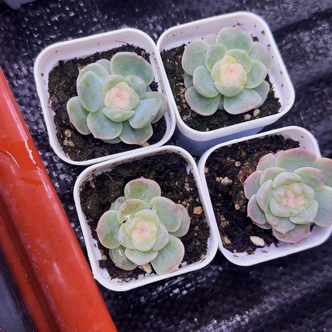 新1号粉白盆一个满25包邮