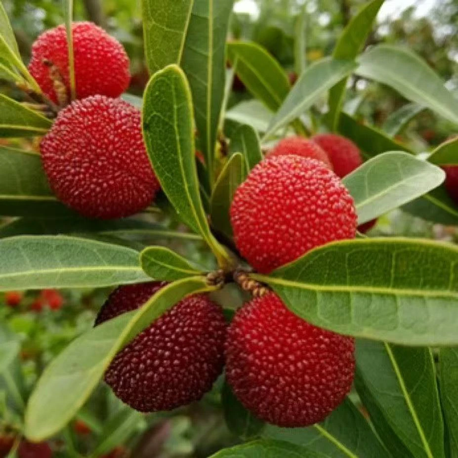 贵州杨梅新鲜高山杨梅现摘现发泡酒杨梅孕妇水果杨梅鲜果