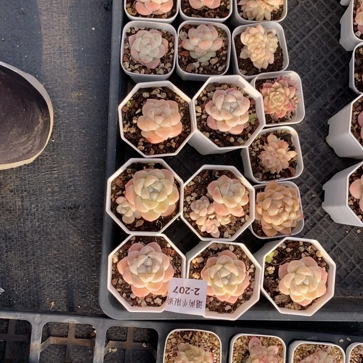 92-207多肉多肉多肉多肉多肉多肉