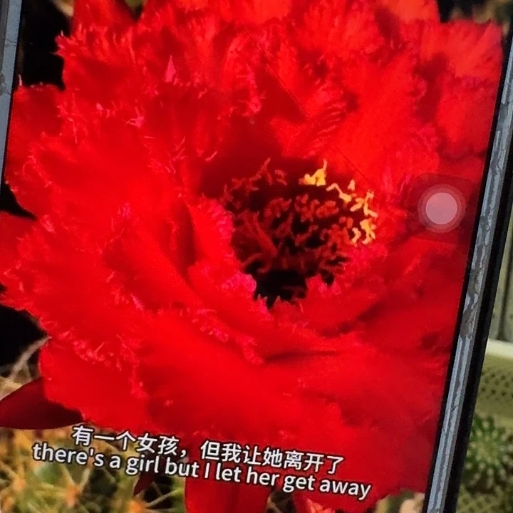 清35 侧芽5公分左右毛花柱