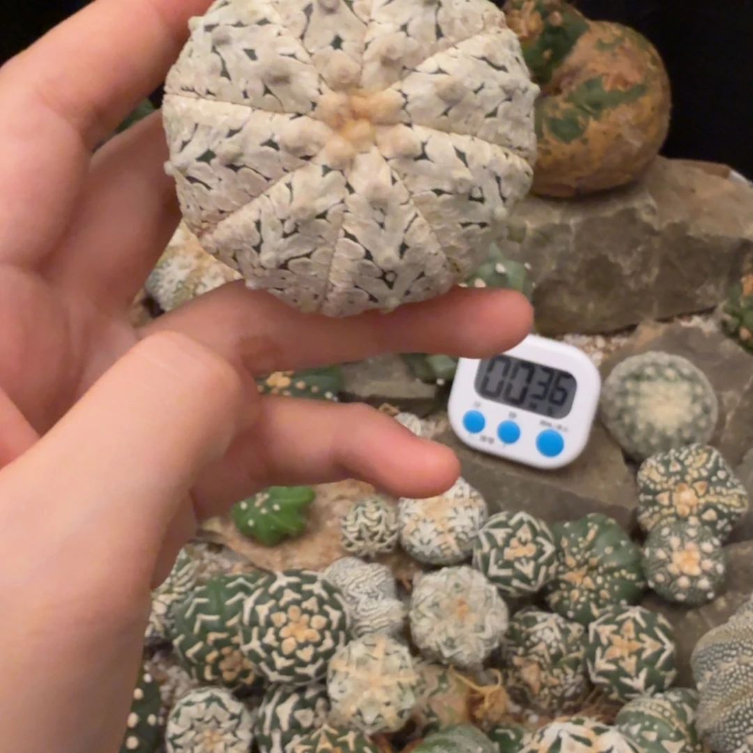 尚***帅浓白哈哈哈哈哈哈