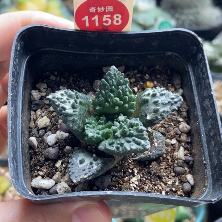 自根大尤龟甲牡丹4.8cm