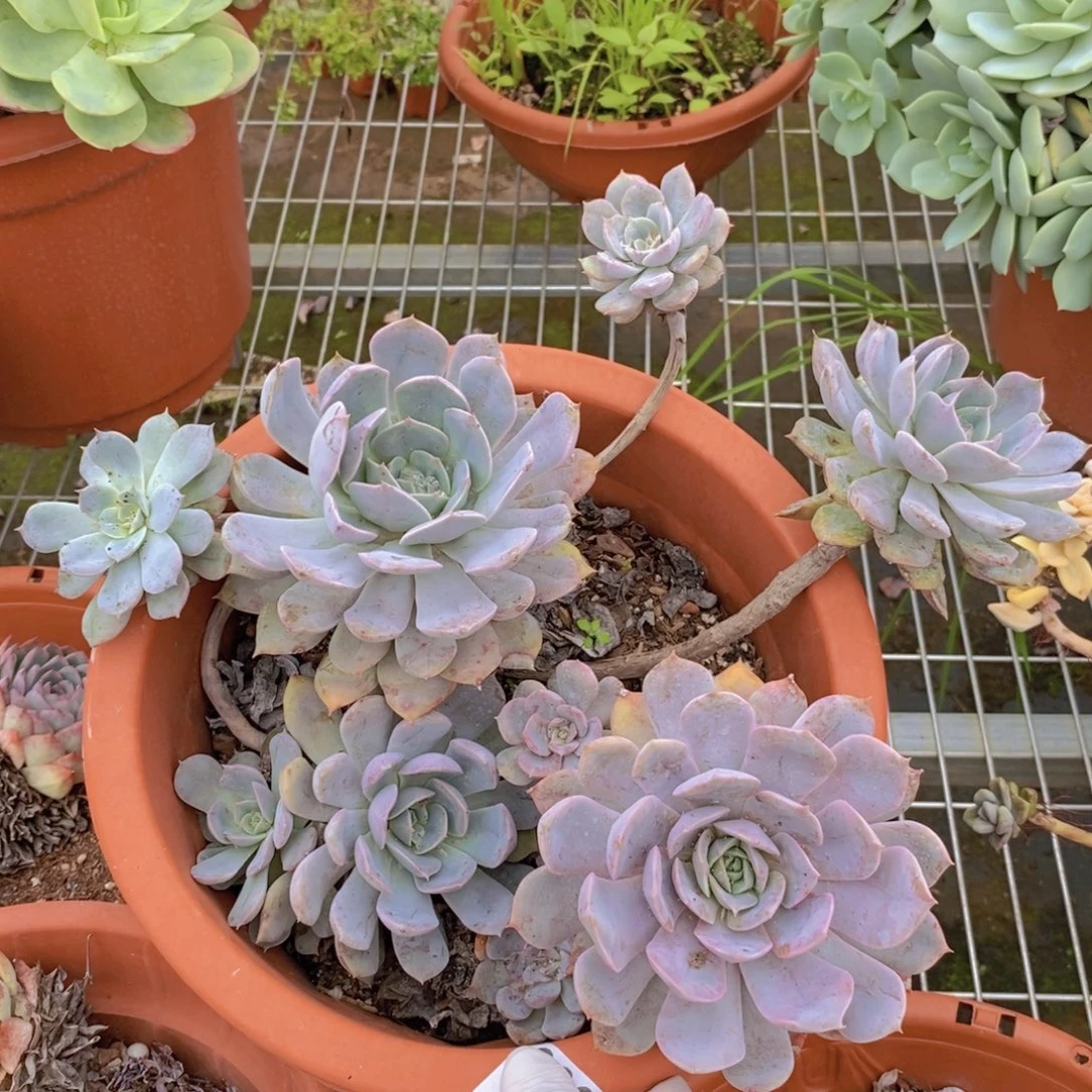 6362紫悦老桩一物一拍