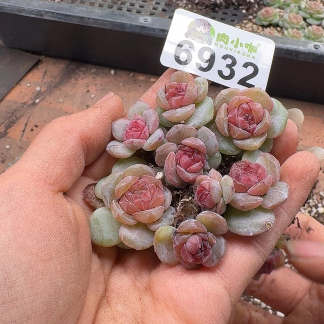 爱***蚁多肉植物多肉植物