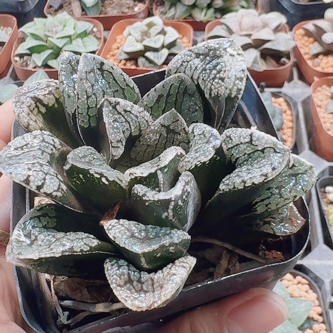 无花朵十二卷 魔多母本 福利