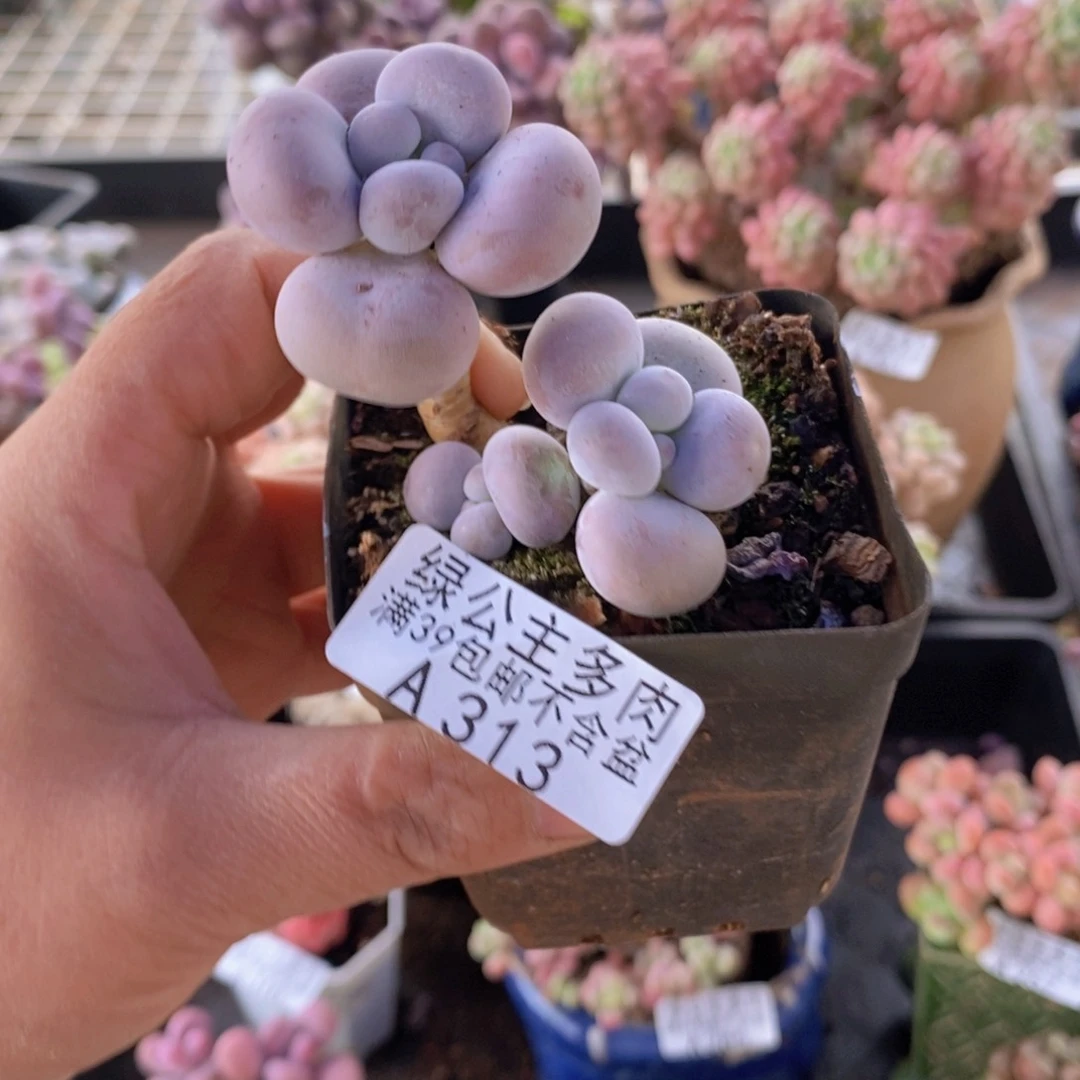 芭比奶洛5cm313多肉植物
