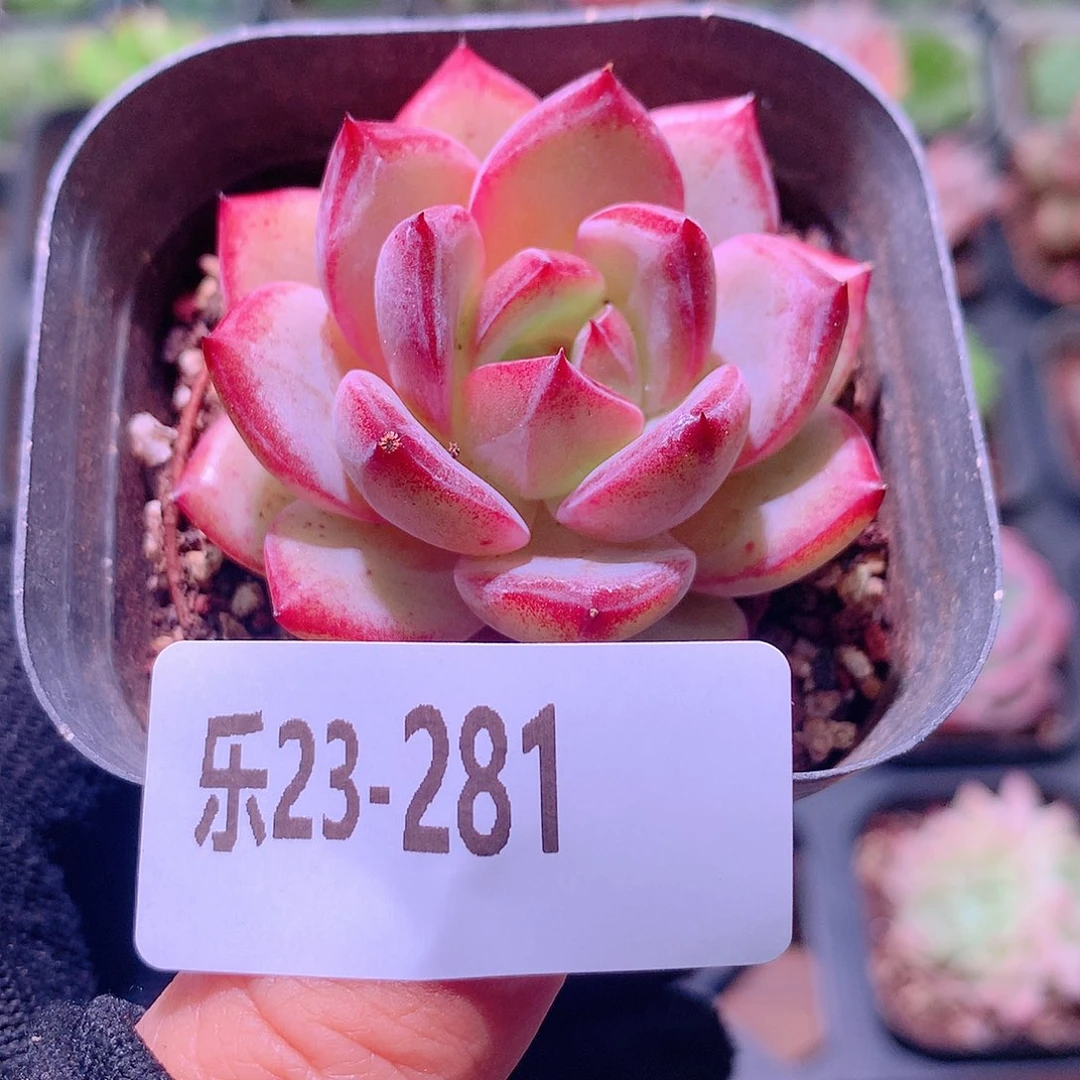 乐然23-281 乌尼莫克