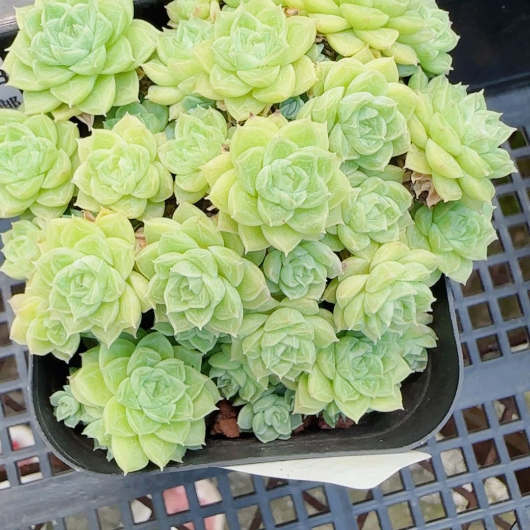 ****空花语逸镜0715-54散