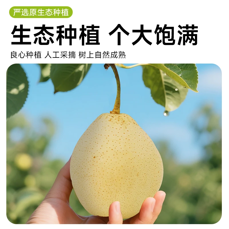 【顺丰包邮】正宗魏县黄金脆皮金梨香 酥 脆 甜现摘带箱5斤-12Y河北省