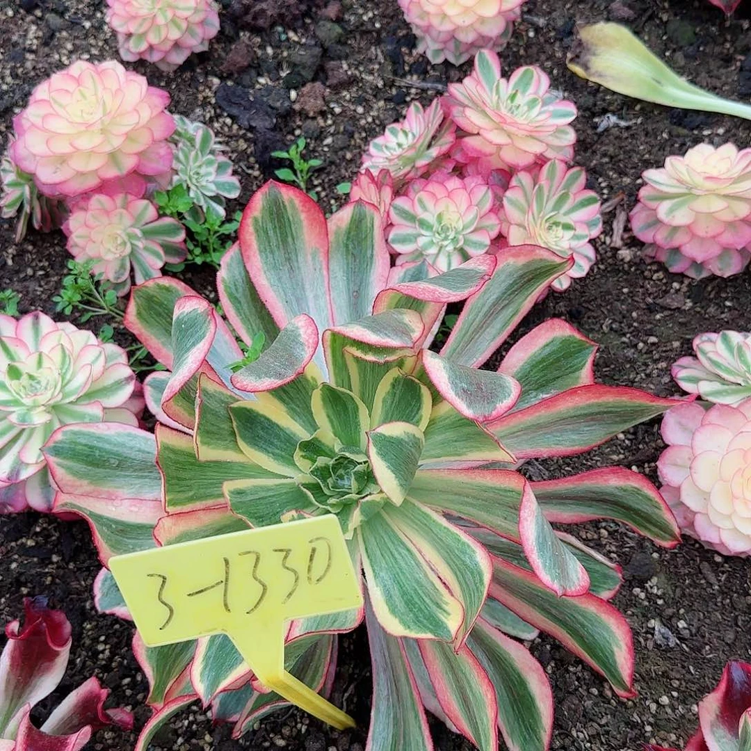 姜*芹3-1330-寄养秋天的