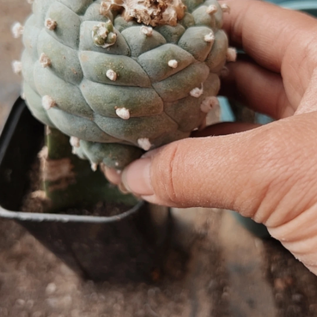 【闪购商品】968海鲜