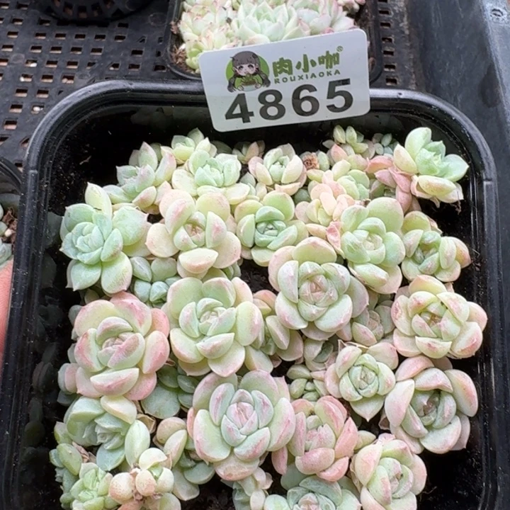 多肉植物多肉植物