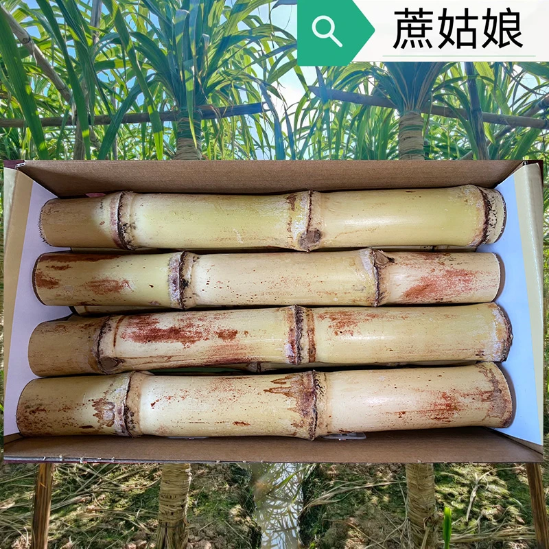 正宗广西木格白玉甘蔗农家自种清甜皮薄多汁水果甘蔗新鲜甘蔗