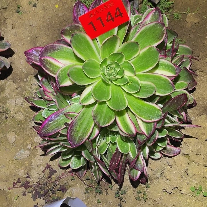 1144海王多肉植物