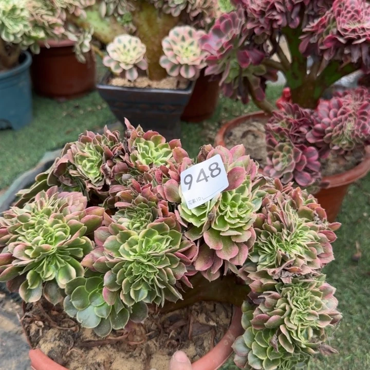 香妃法师缀化成948