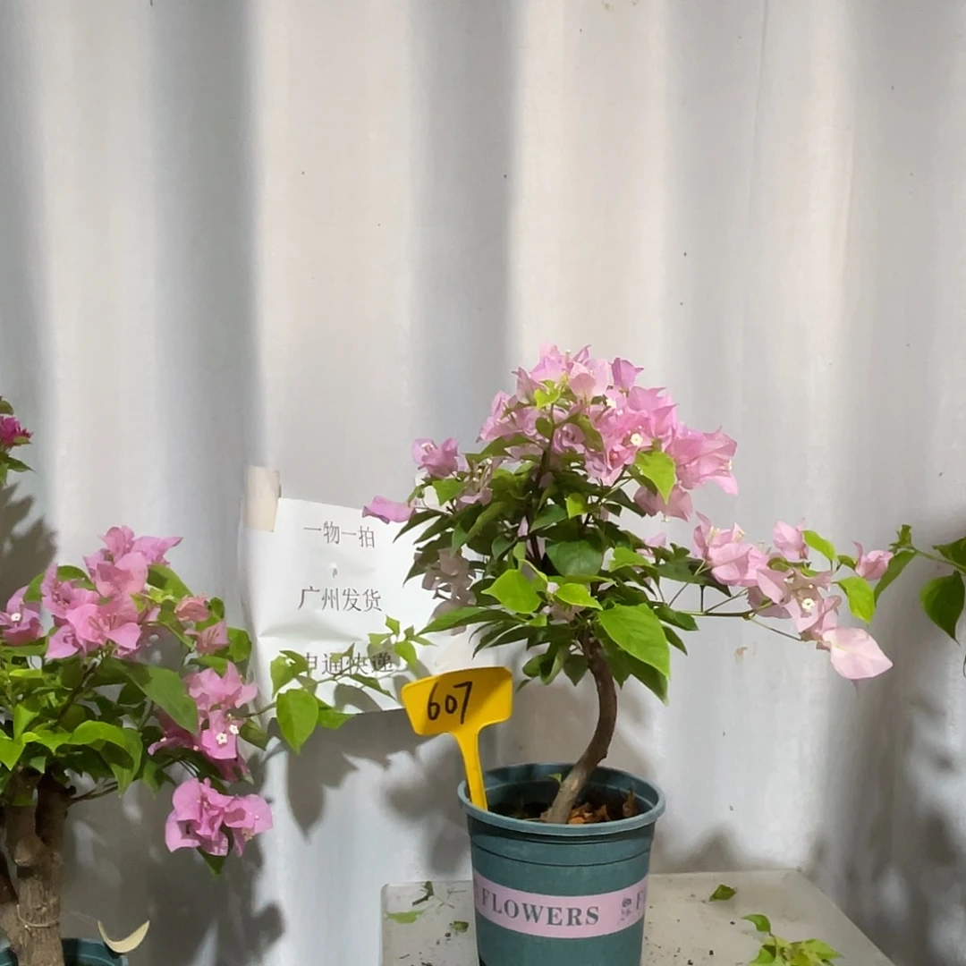 当前无花栽培后可以开花607广红樱扦插