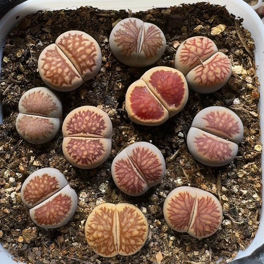 生石花111111。  296