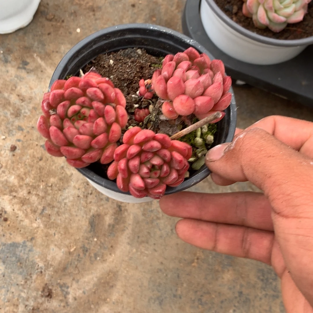 我是第十二次被他帅