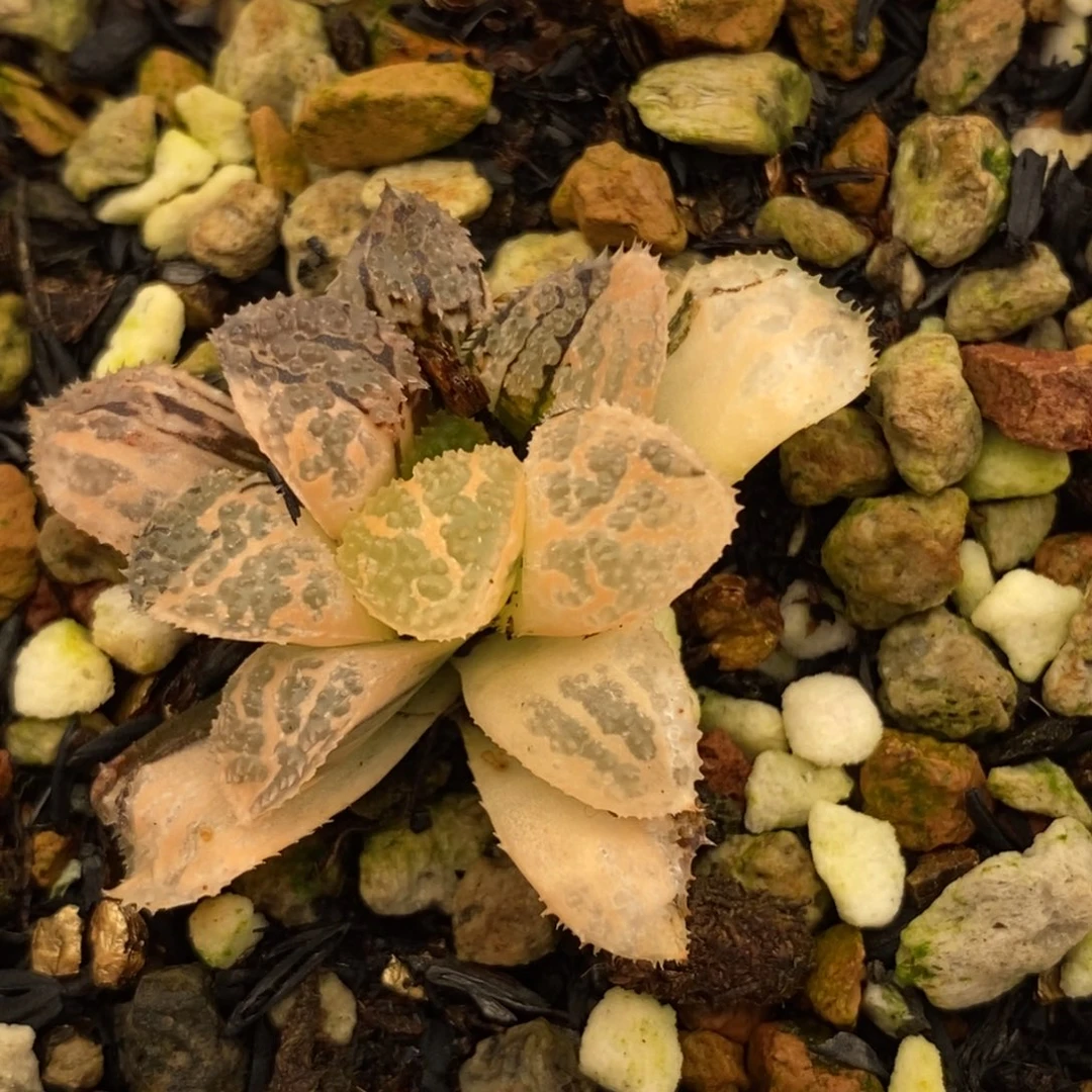 449具味城寿多肉植物