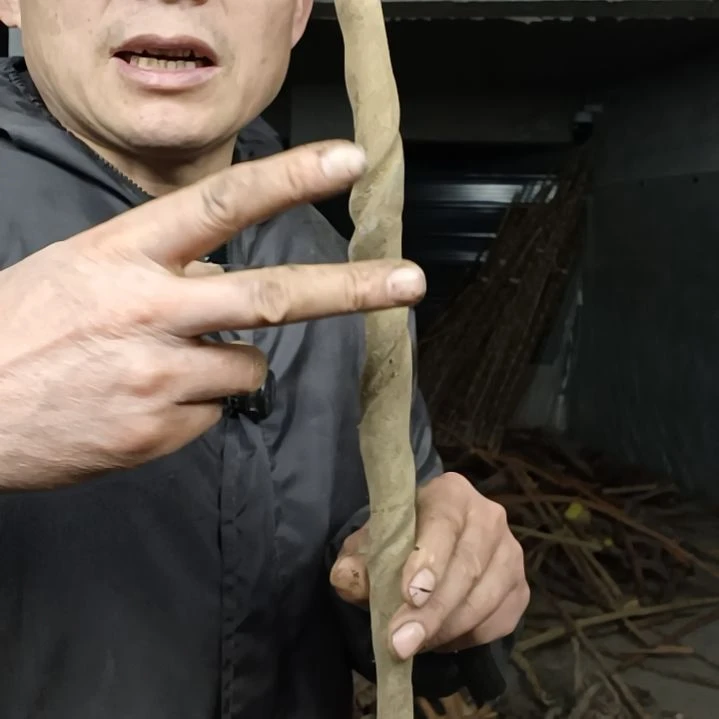 稳定木哈*贵州檬子木   铁马鞭   根艺  半成品