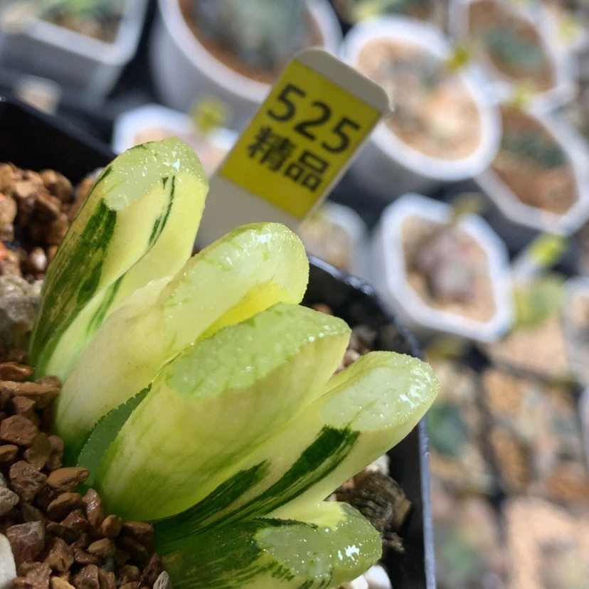 【闪购商品】525玉扇