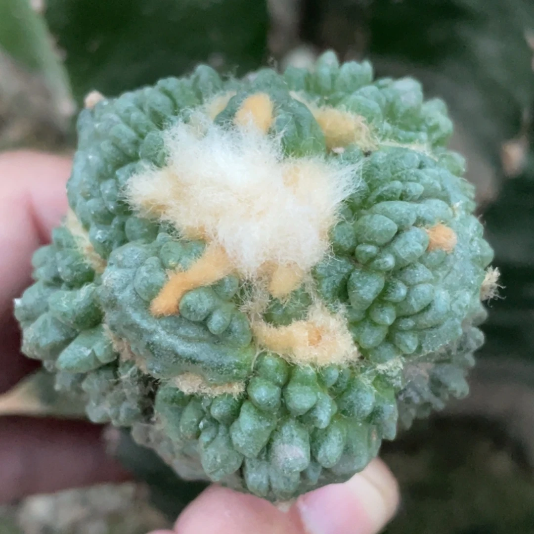 全部花朵蛋犹颗粒怒  仙人球开花