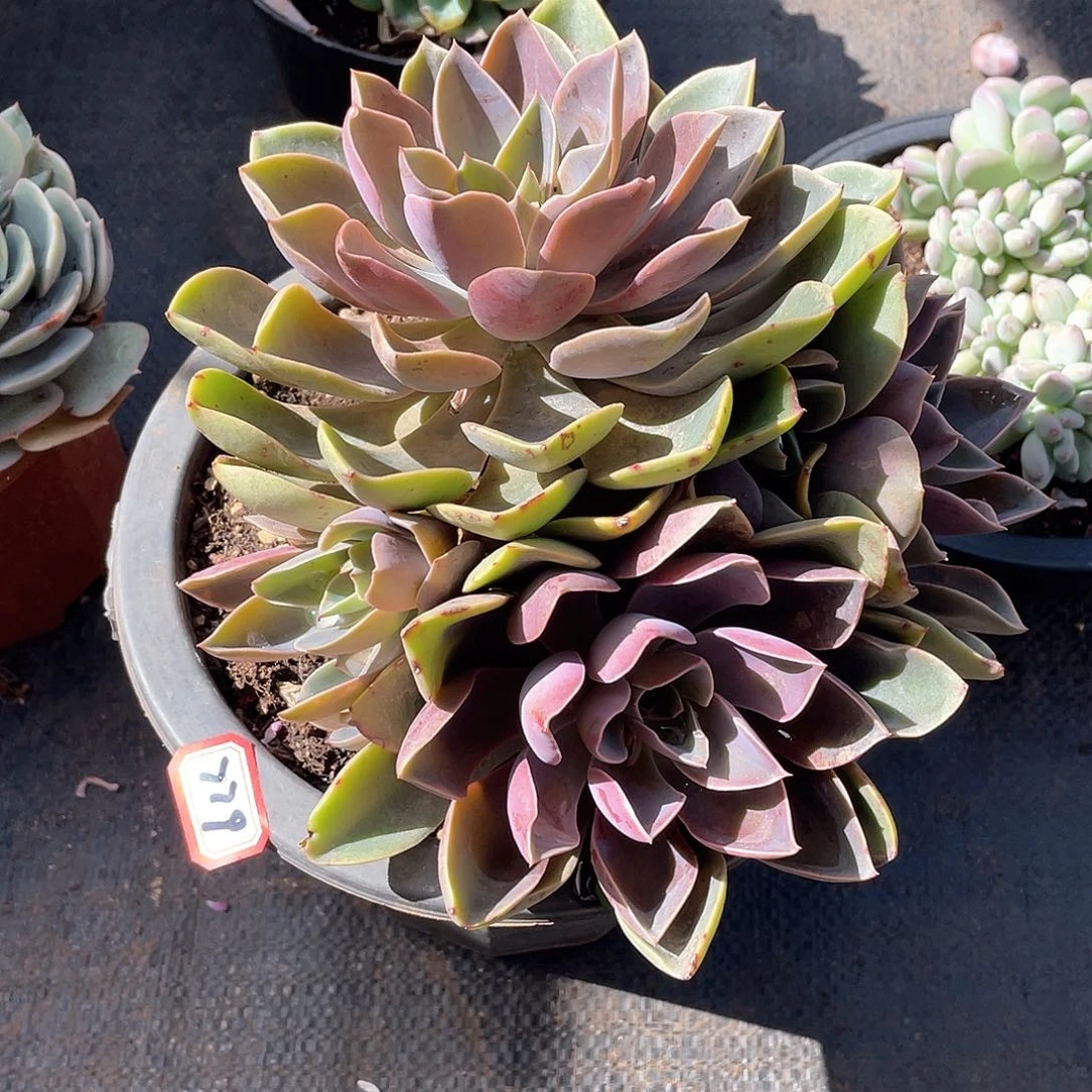 779琼斯 一物一拍多肉